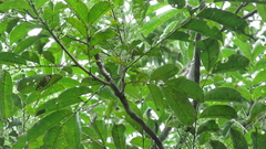 Zanthoxylum acuminatum