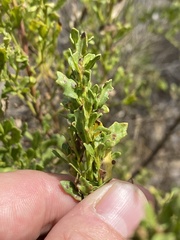 Aceria baccharipha
