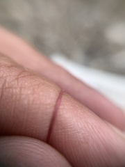 Aristida adscensionis