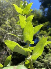 Arctostaphylos andersonii
