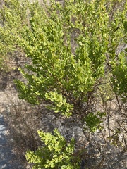 Aceria baccharipha