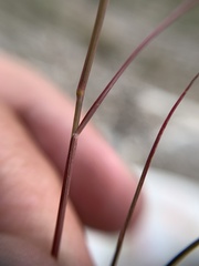 Aristida adscensionis