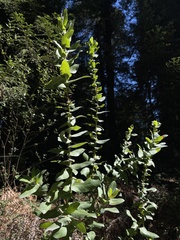 Arctostaphylos andersonii