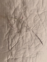 Aristida adscensionis