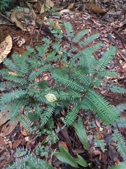 Adiantum fuliginosum
