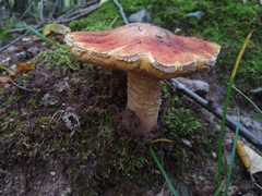 Boletus chippewaensis