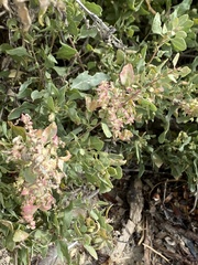 Atriplex lentiformis