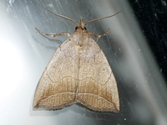 Simplicia armatalis