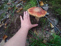 Boletus chippewaensis