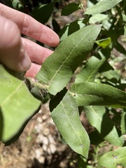 Arctostaphylos andersonii