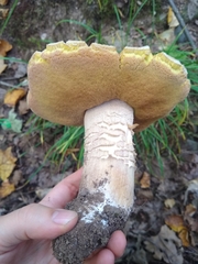 Boletus chippewaensis