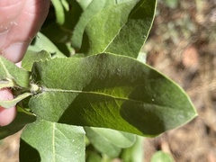 Arctostaphylos andersonii
