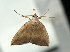 Simplicia armatalis
