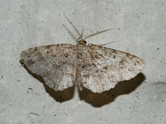 Melanolophia signataria