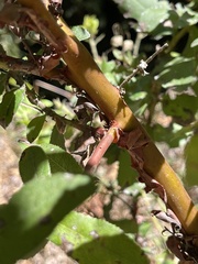 Arctostaphylos andersonii