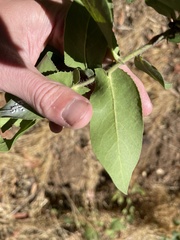 Arctostaphylos andersonii