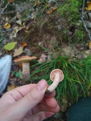 Cuphophyllus pratensis