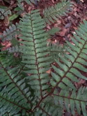 Adiantum fuliginosum