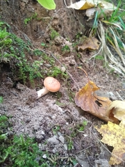 Cuphophyllus pratensis