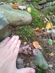 Cuphophyllus pratensis