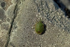 Chlorochroa persimilis