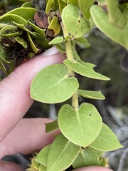 Arctostaphylos pechoensis