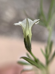 Ipomoea costellata