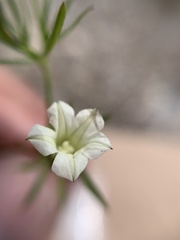 Ipomoea costellata
