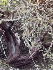 Arctostaphylos pechoensis