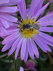 Halictus