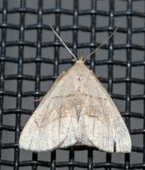 Macrochilo litophora