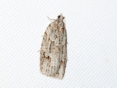 Isotenes miserana