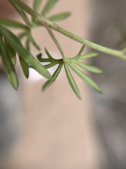 Ipomoea costellata