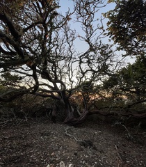 Arctostaphylos pechoensis
