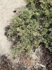 Atriplex lentiformis