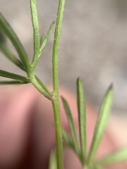 Ipomoea costellata