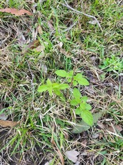 Ageratum conyzoides