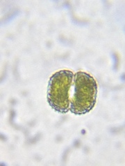 Cosmarium punctulatum