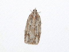 Isotenes miserana