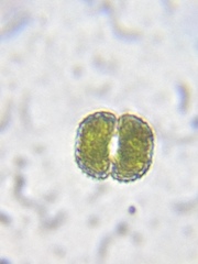 Cosmarium punctulatum