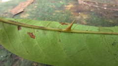 Zanthoxylum acuminatum