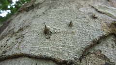 Zanthoxylum acuminatum