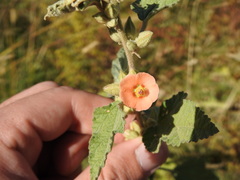 Sphaeralcea bonariensis