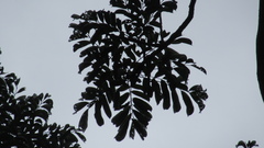 Zanthoxylum acuminatum