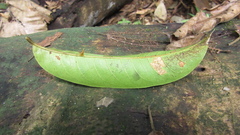 Zanthoxylum acuminatum