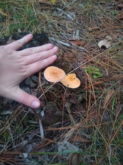 Hygrophoropsis