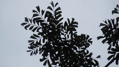 Zanthoxylum acuminatum