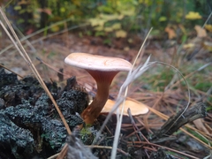 Hygrophoropsis