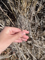 Bromus rubens
