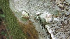 Zanthoxylum acuminatum